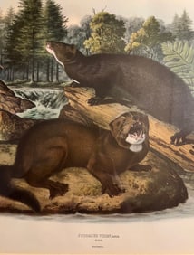 Vintage Audubon Print of Mink from The Viviparous Quadrupeds Of North America