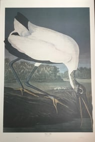 Bernard Loates Audubon Wood Ibis