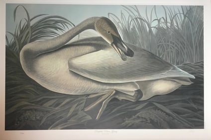 Bernard Loates Audubon