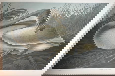 Bernard Loates Audubon: A limited edition M. Bernard Loates lithograph after John James Audubon (1785-1851) work Sparrow Hawk. It numbered and signed by hand and pencil by the artist. 39.5 x 26.5 inchesExpedited domestic shi