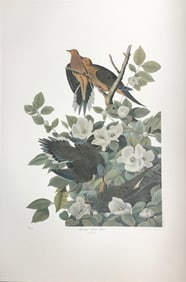 Bernard Loates Audubon common Grackle