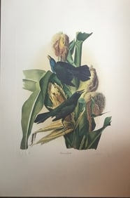 Bernard Loates Audubon, Baltimore Oriole Bird