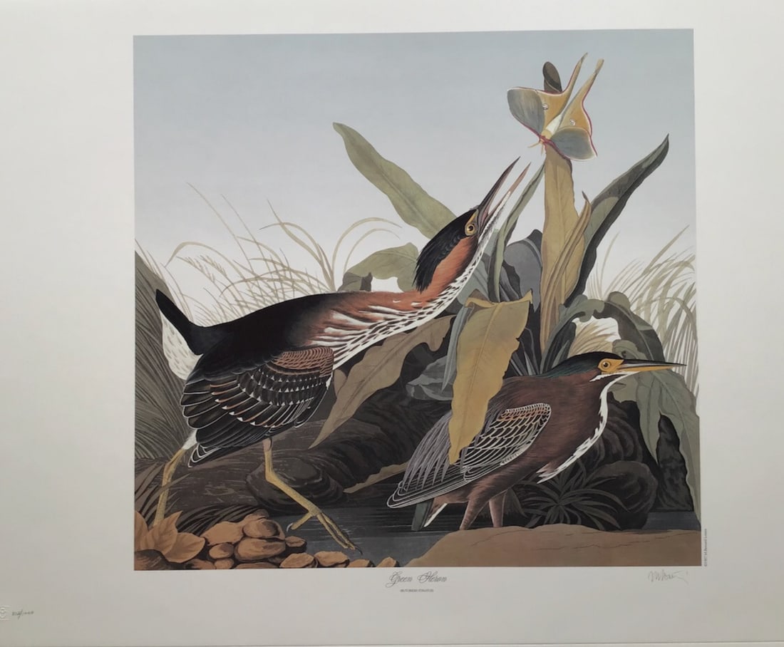 Audubon Green Heron By Bernard Loates: A limited edition M. Bernard Loates lithograph after John James Audubon (1785-1851) work Green Heron. It numbered and signed by hand and pencil by the artist. 39.5 x 26.5 inchesExpedited domestic ship