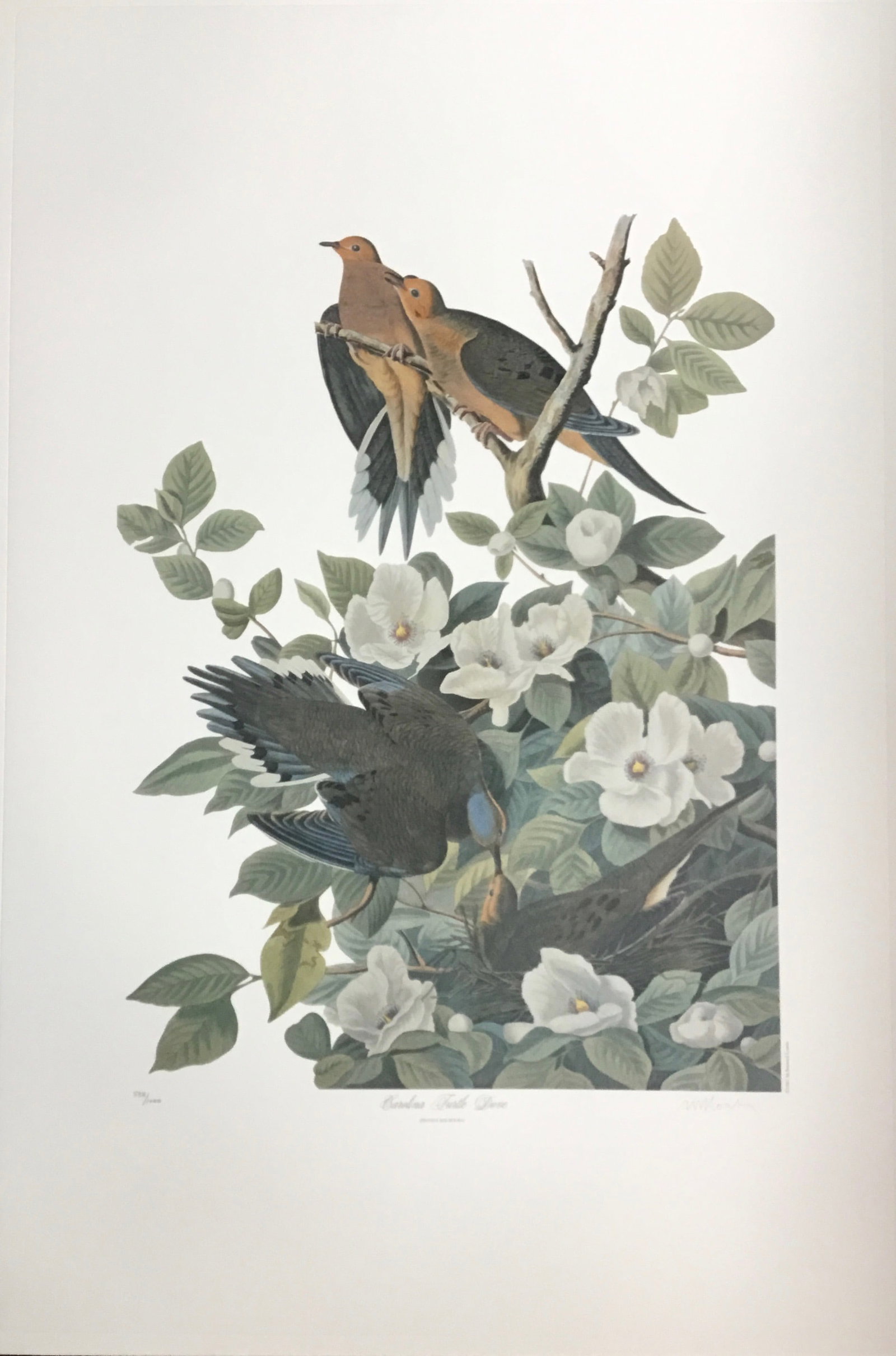 Bernard Loates Audubon common Grackle: A limited edition M. Bernard Loates lithograph after John James Audubon (1785-1851) work Common Gackle. It numbered and signed by hand and pencil by the artist. 39.5 x 26.5 inchesExpedited domestic sh