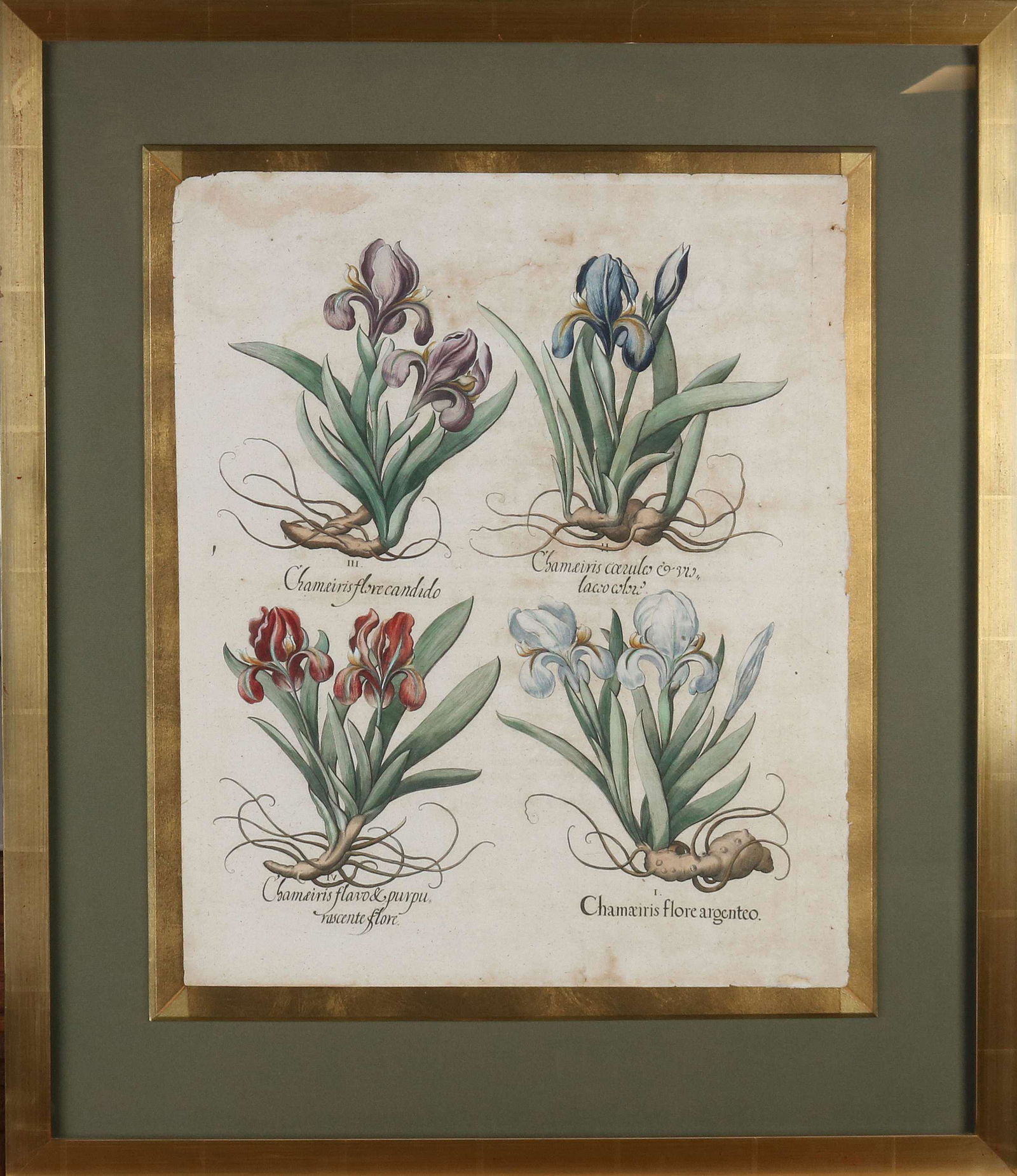 Rare 16th - 17th Century Botanical Engraving (1 of 1)