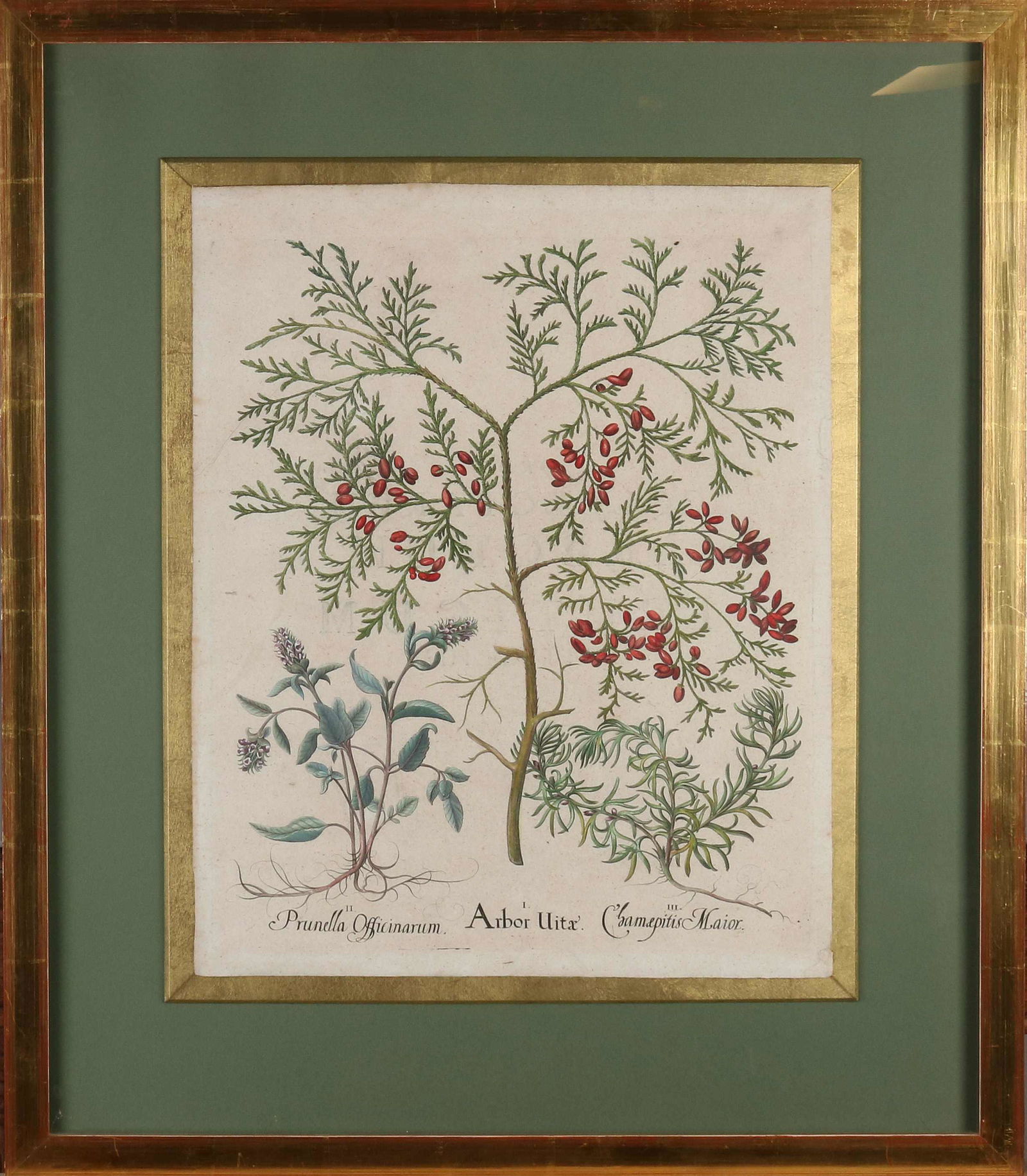 Rare 16th - 17th Century Botanical Engraving (1 of 1)