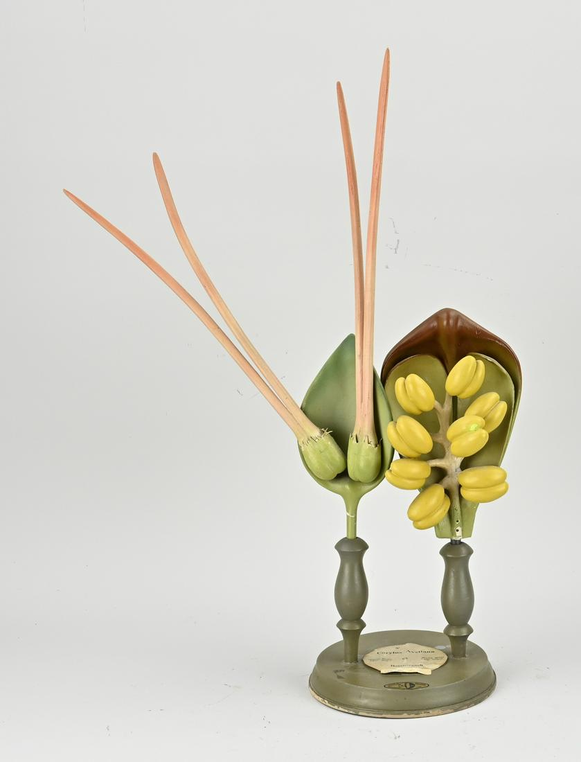 2x Study model of plaster: Two 1930s wood with plaster study models. Male + female variant of the hazel. By Louis M. Meusel Sonneberg, Germany. Size: H 50 cm. In good condition.