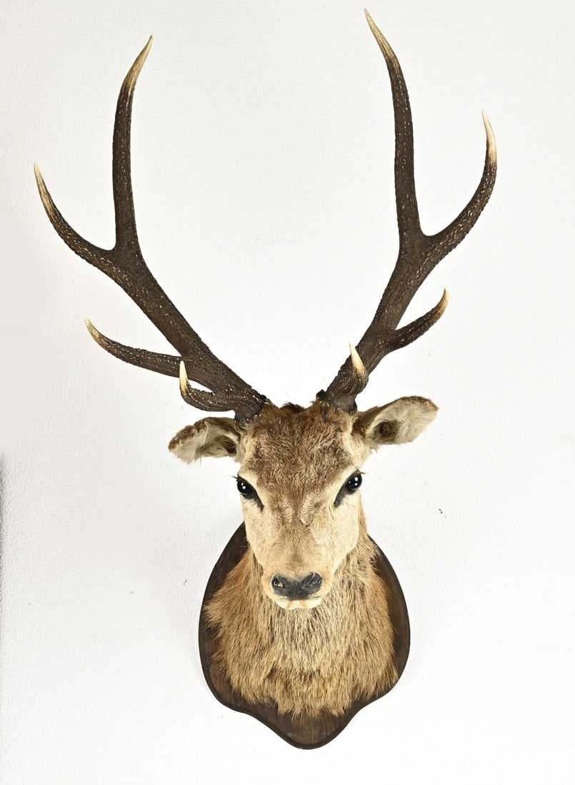 Red Deer Head On Wall Plaque Auction