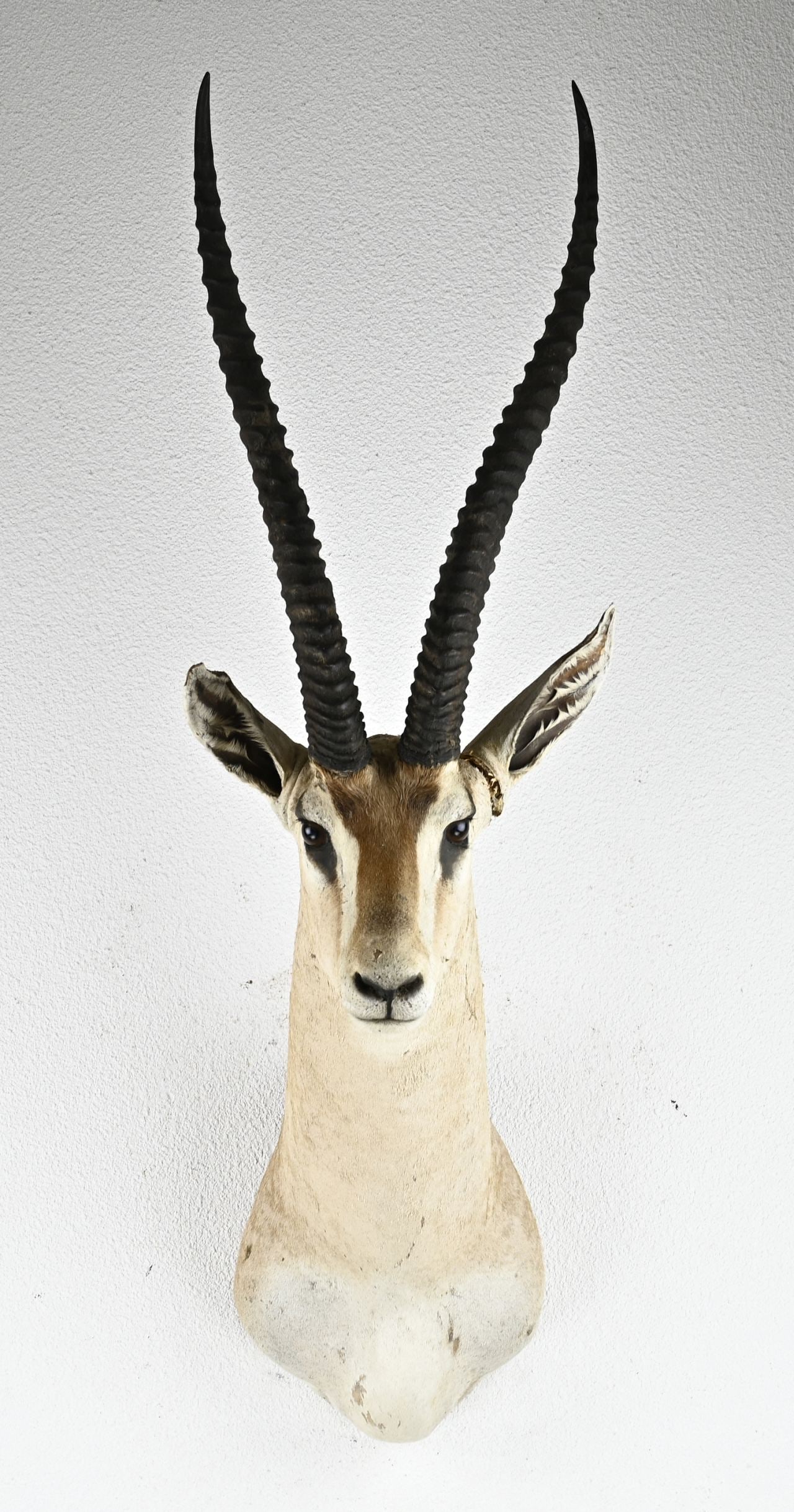 Mounted springbok: Mounted African springbok. Size: 110 cm. In good condition.