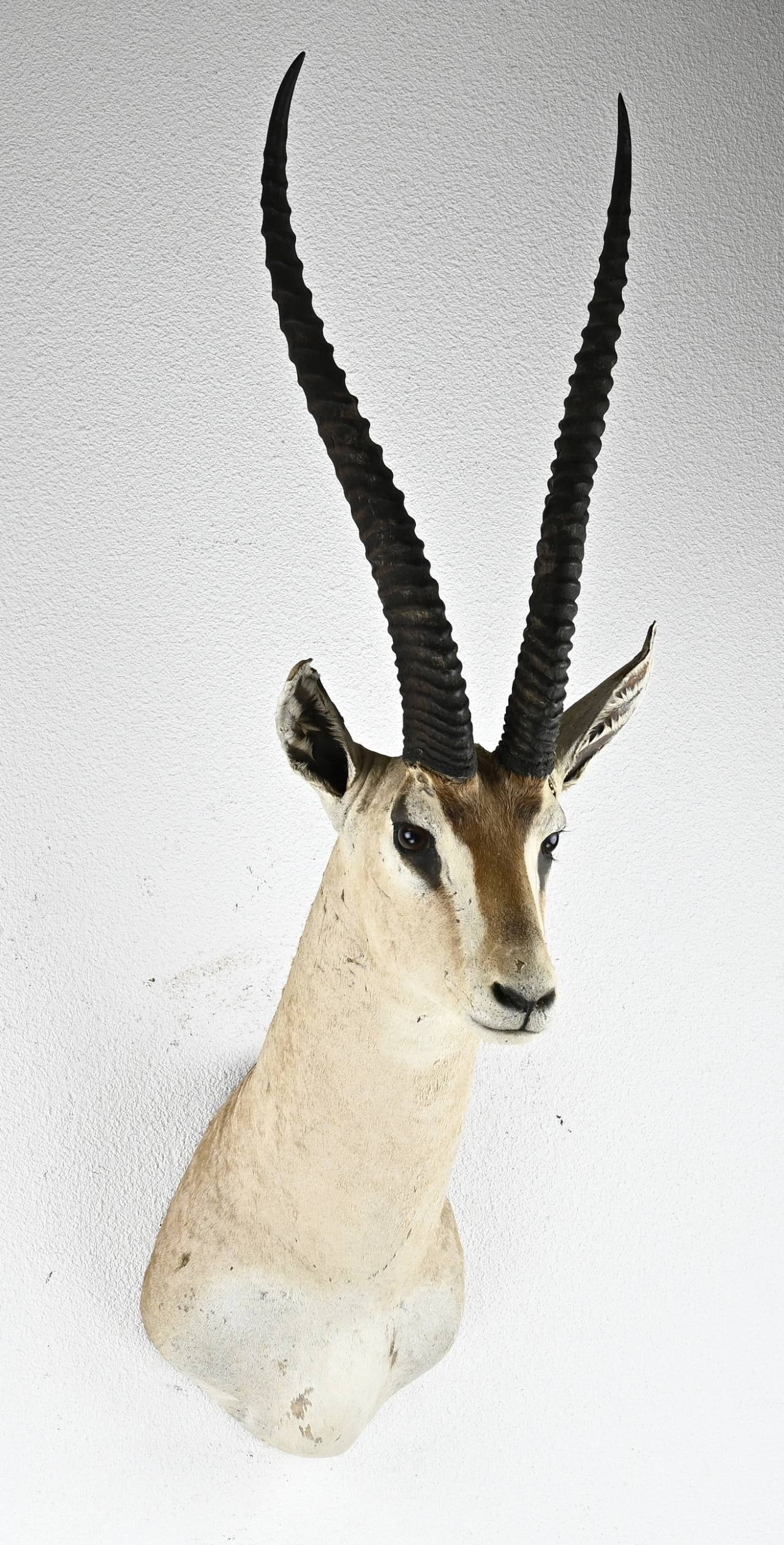 Mounted springbok - 2