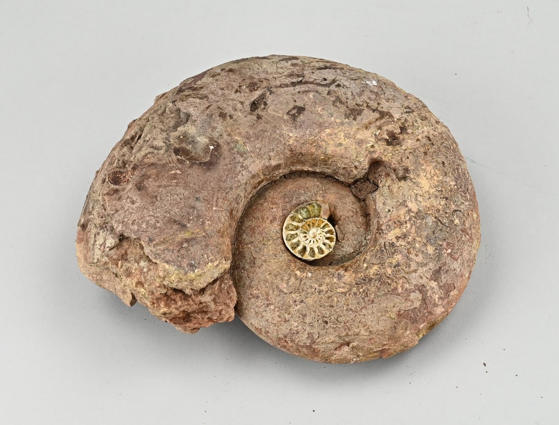 Ammonite (2x): 2x Ammonite. Ground find. Size: 3 - 21 cm. In good condition.