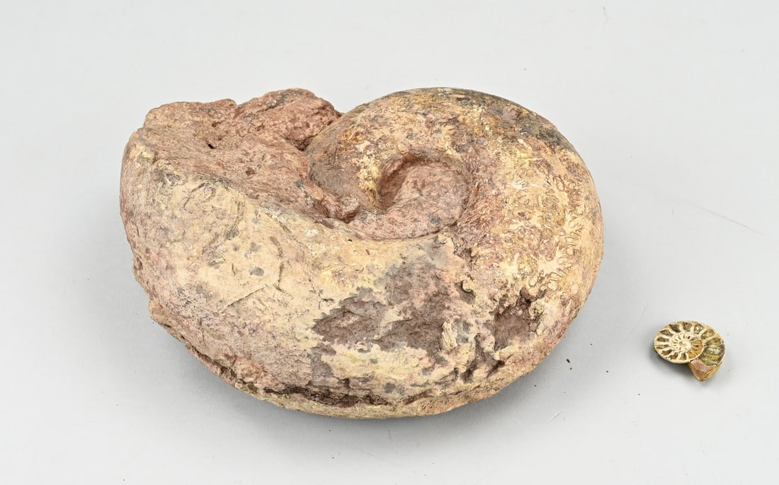 Ammonite (2x) - 2
