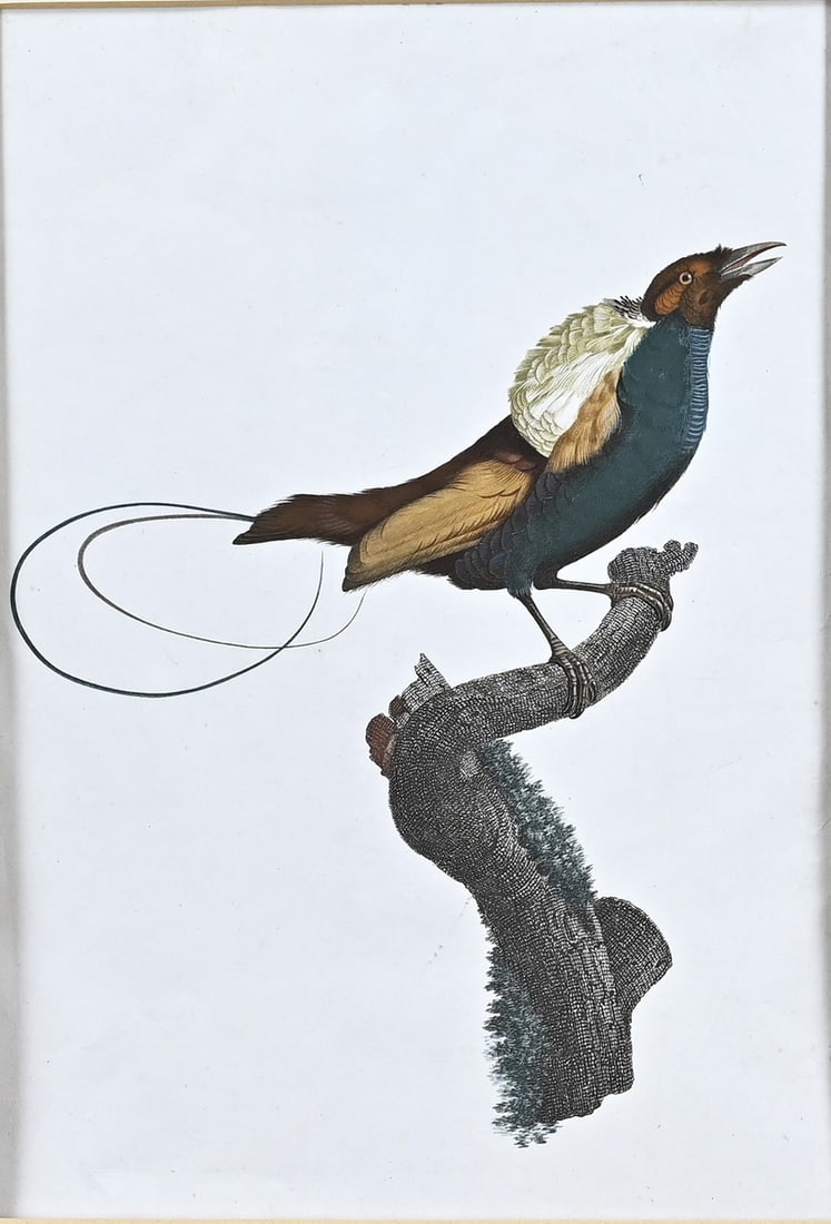 Possibly Dirk Harting, Tropical bird: Unsigned. Possibly Dirk Harting. 1884 - 1970. Tropical bird. Hand-colored engraving. Engraving on paper. Dimensions: H 45 x W 32 cm. In good condition.