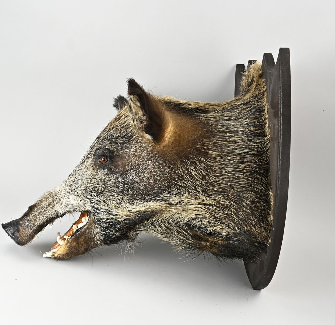 Mounted wild boar head: Mounted wild boar head, mounted on a plaque with wall fixing. Second half of the 20th century. Dimensions: 55 x 50 x 38 cm. In good condition.