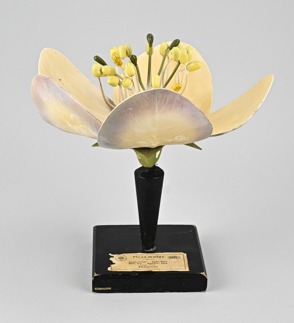 Study model (apple blossom): Antique papier-mâché model of an apple blossom, Pirius malus, by Robert Brendel. No. 77 003/33. Circa 1930. Germany. Dimensions: H 31 x Ø 27 cm. In good condition.