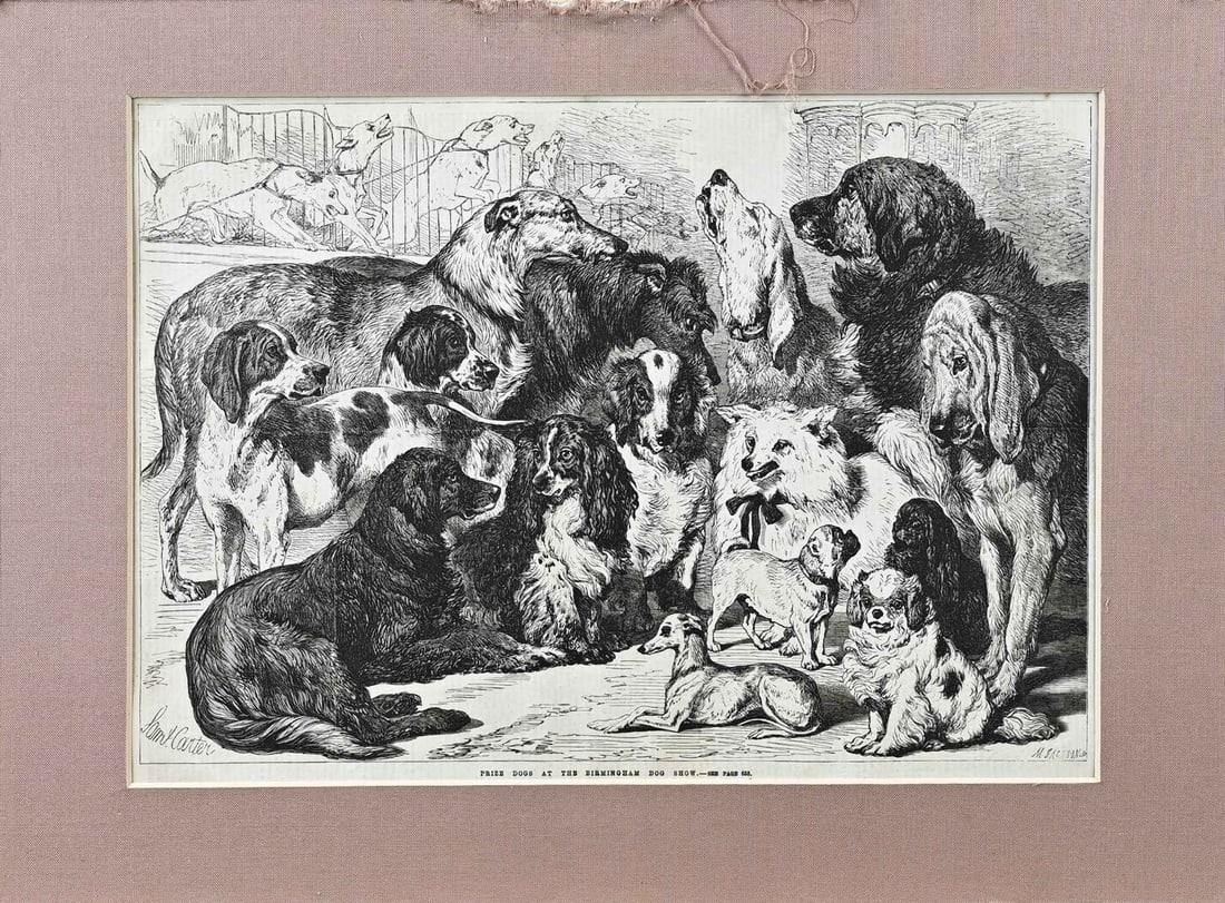 Sam Carter, Dogs: Sam Carter. Lithograph. Dogs at the Birmingham dog show. From The Illustrated London News. Dimensions: H 28 x W 35 cm. In good condition.