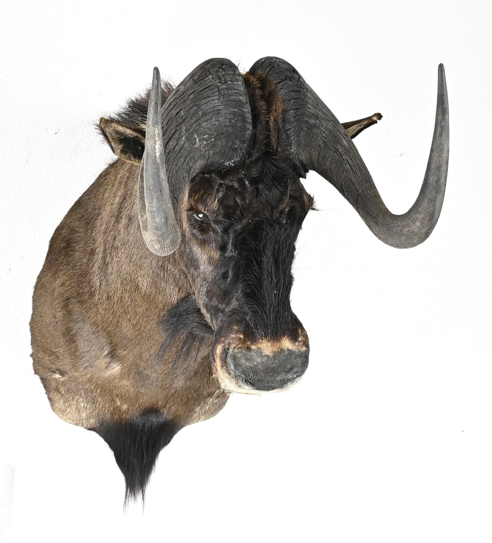 Taxidermy, mounted white-tailed wildebeest head: Large mounted white-tailed wildebeest head. 20th century. Dimensions: 70 x 65 x 47 cm. In good condition.