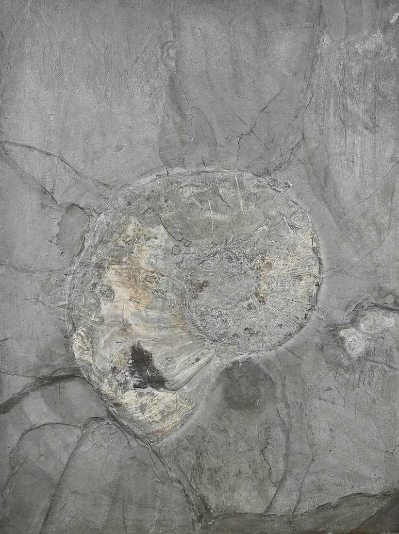 Large prehistoric ammonite: Large prehistoric ammonite in slate. Dimensions: 65 x 49 x 3 cm. In good condition.