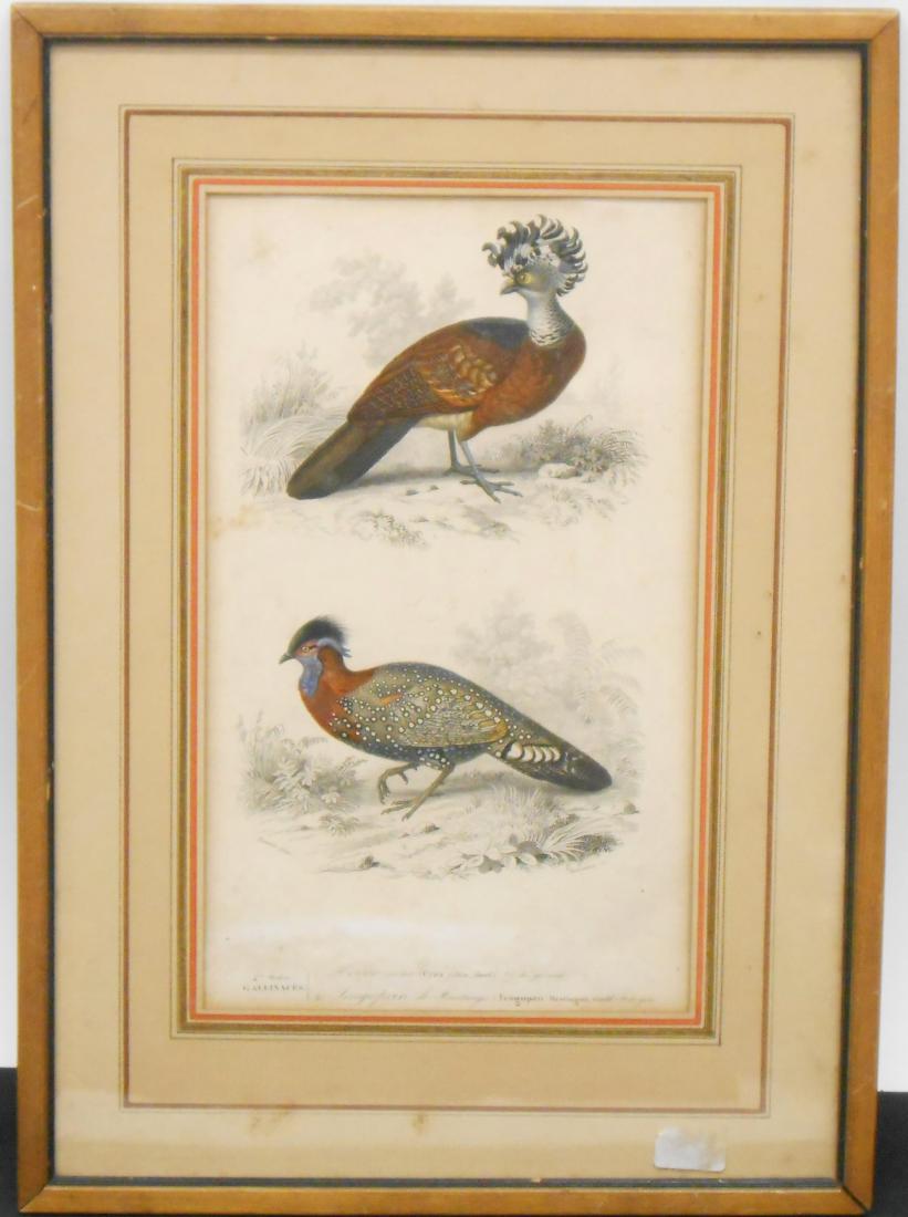 (2) EARLY AVIAN LIKELY HAND COLORED ENGRAVINGS: (1) engraving of two birds: crax rubra and Tragopan hastingii, circa 1849 from the Dictionnaire D'Historie Naturelle by Charles Orbigny; hand colored; by Travier, printed by Manceaux; light overall fo