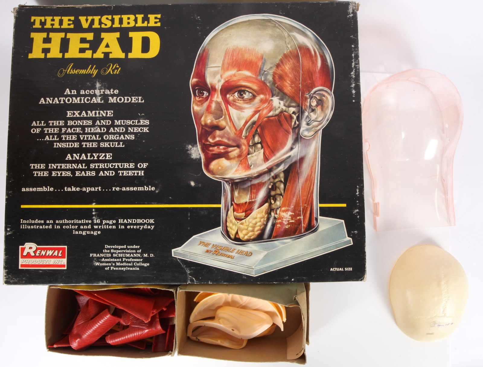 RENWAL "THE VISIBLE HEAD" MODEL KIT: Retains original box and paperwork; not checked for completeness, but appears fairly complete; together with additional parts and pieces; box has edge wear, rubs, and corner tears, 18 1/2" x 15", G-VG