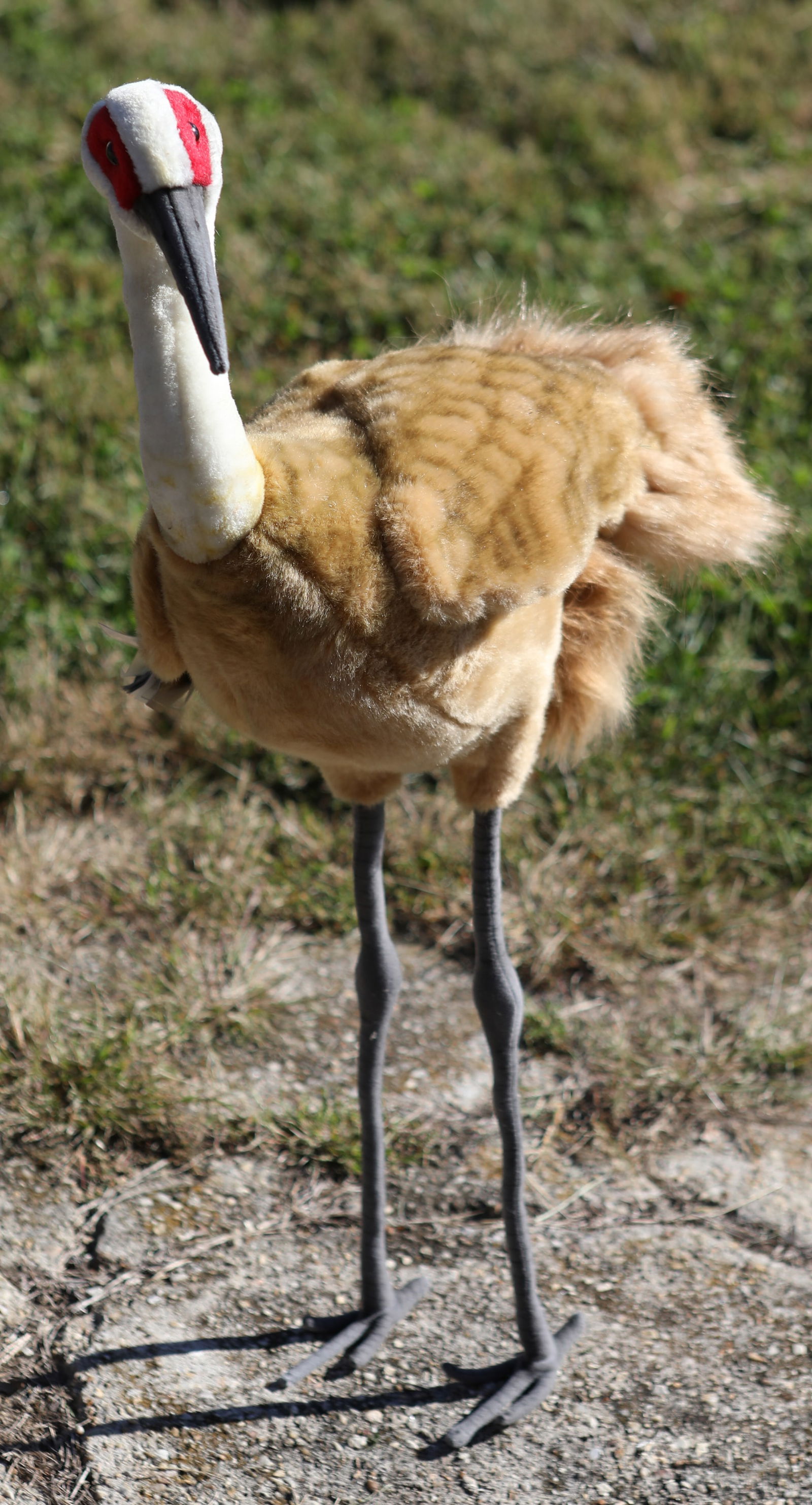 HANSA LIFE SIZE SANDHILL CRANE PLUSH ANIMAL (1 of 7)