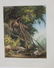 Karl Bodmer Published Original Hand Colored Engravings