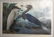 Birds of America After John James Audubon - 2