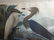Birds of America After John James Audubon - 5