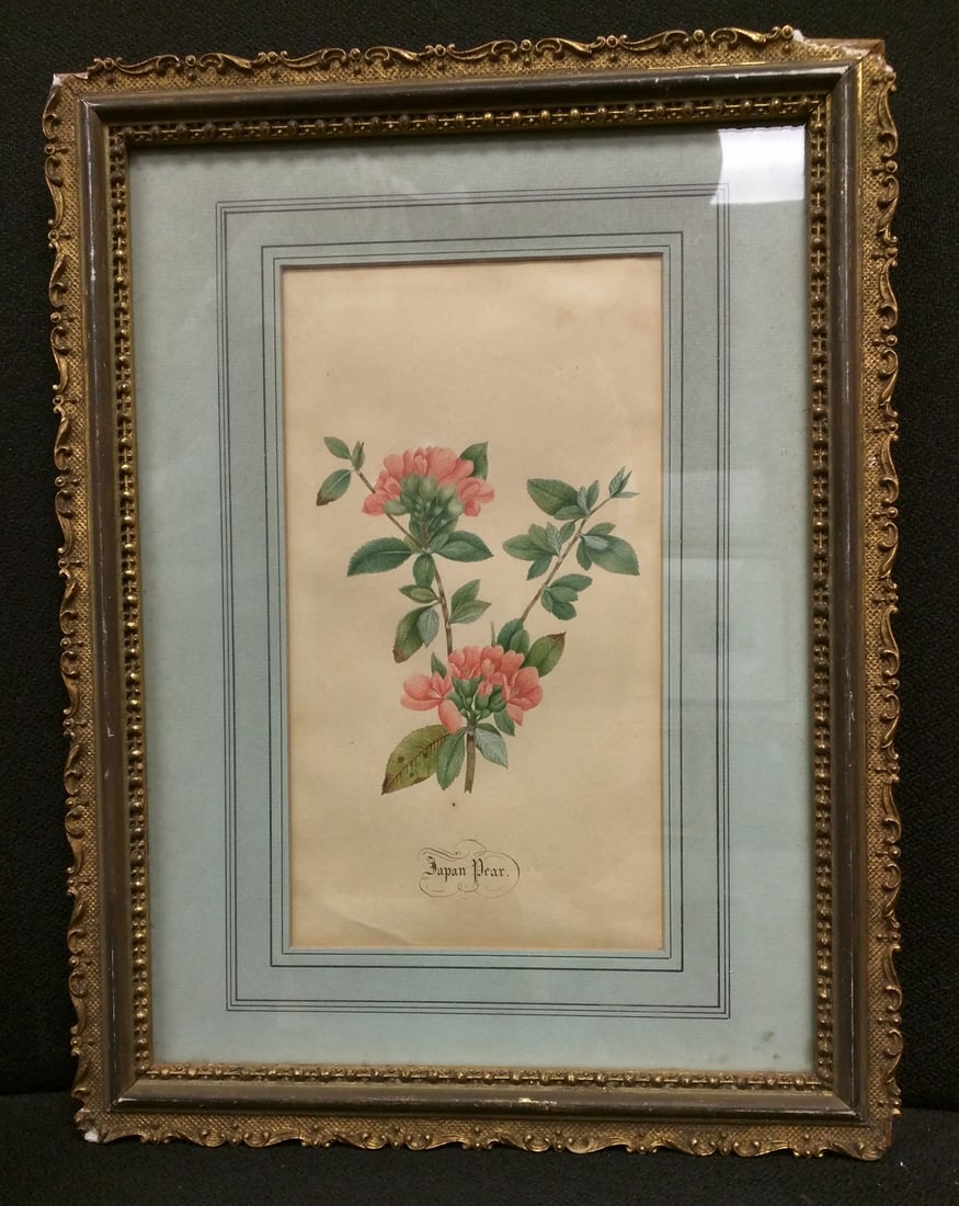 English School, 19th Century, Watercolor "Japan Pear" (1 of 3)