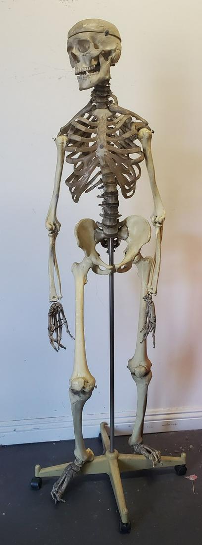 Life Size Full Body Skeleton on Stand (1 of 9)