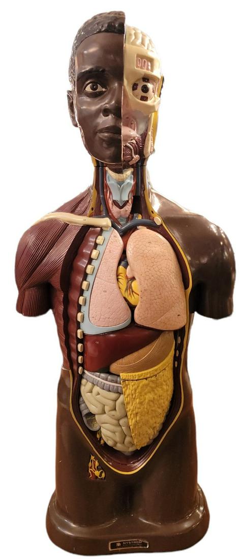 1964 Nystrom Human Anatomy Model (1 of 8)