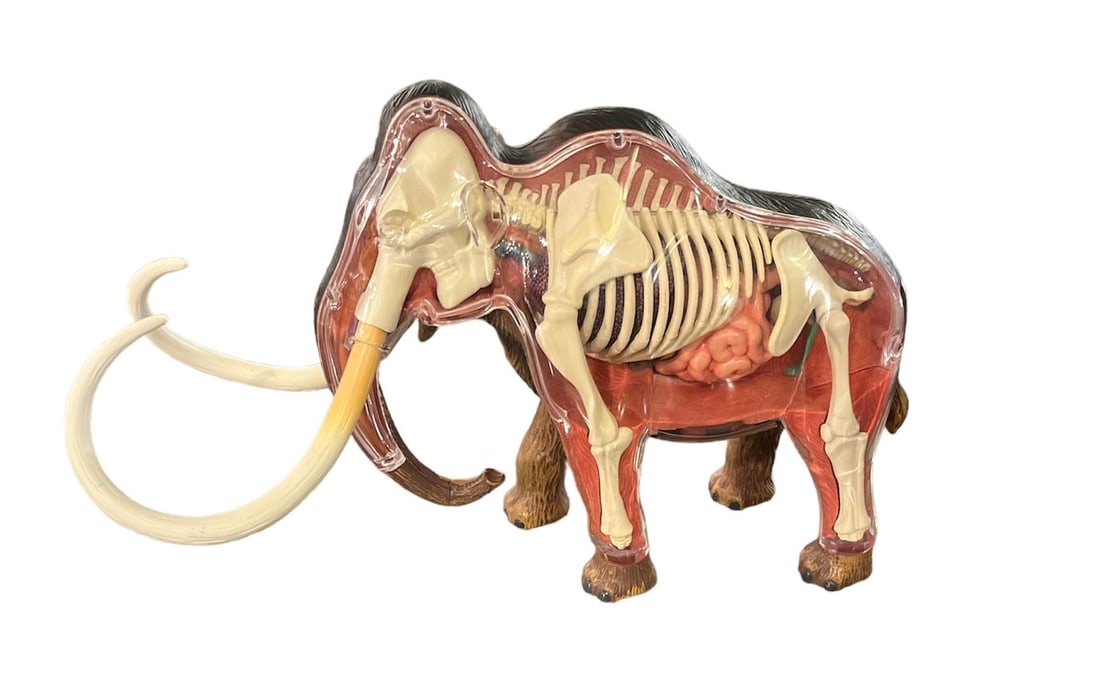 4d Woolly Mammoth Anatomy Model (1 of 5)