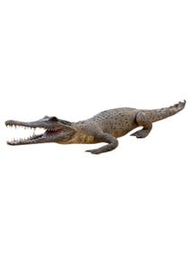 Small Stuffed Alligator