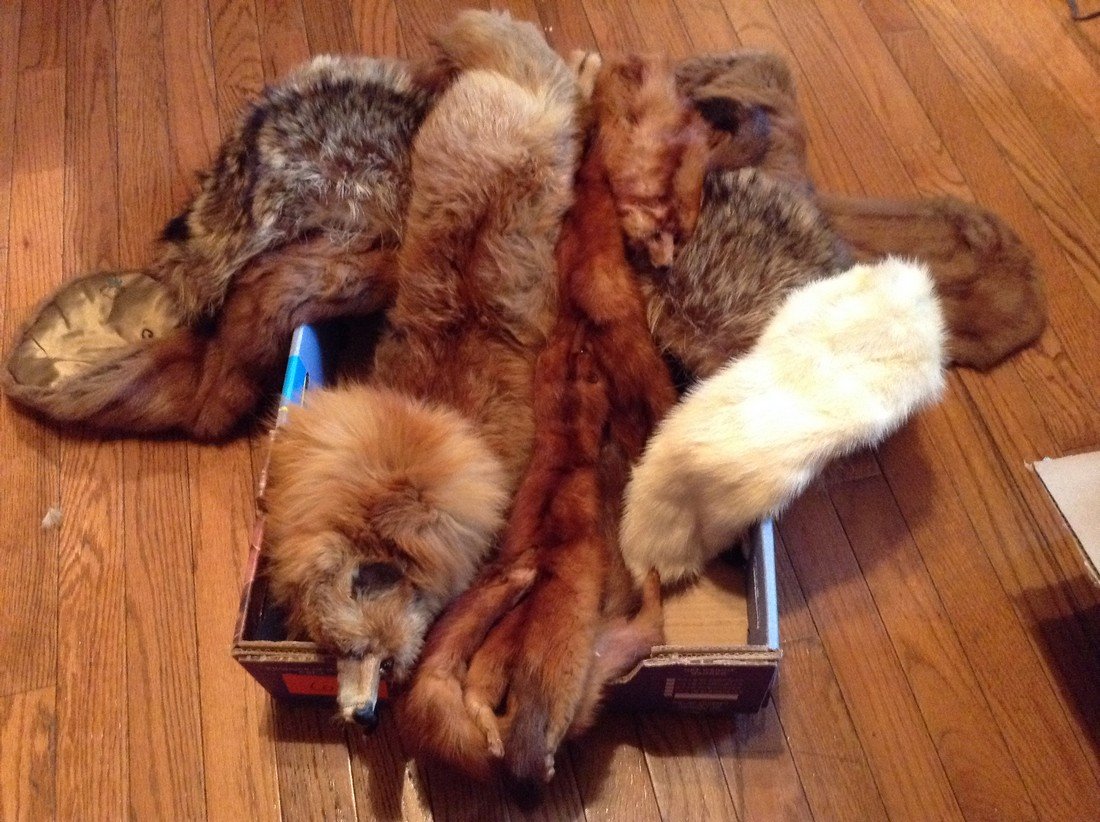 Lot of 6 Vintage Furs: Lot of 6 Vintage Furs full pelts no damage seen as seen in pictures