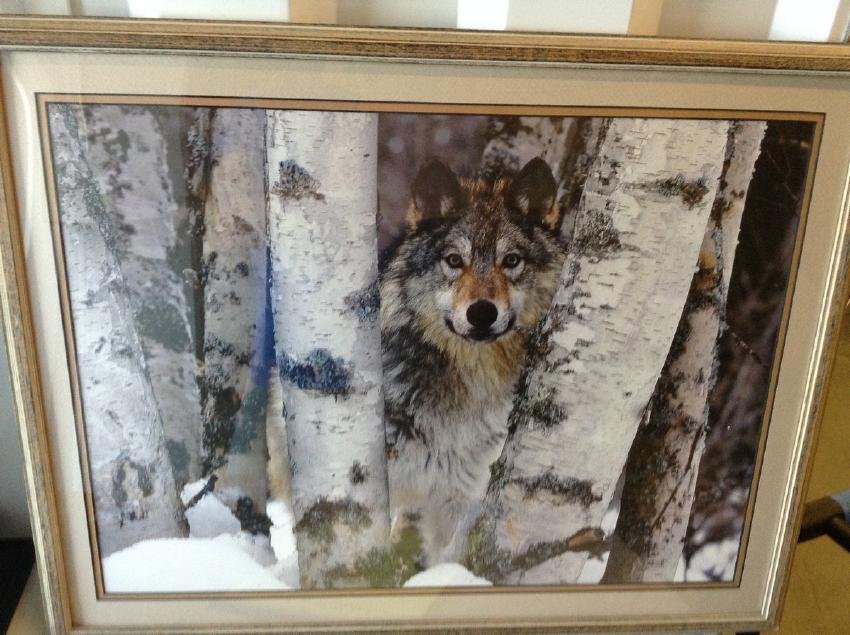 Framed Wolf Print 27 x 21 (1 of 1)