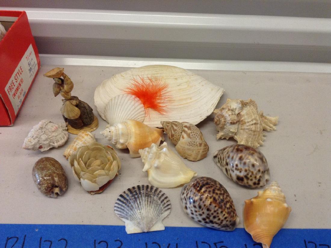 Lot of Shells: Lot of Shells