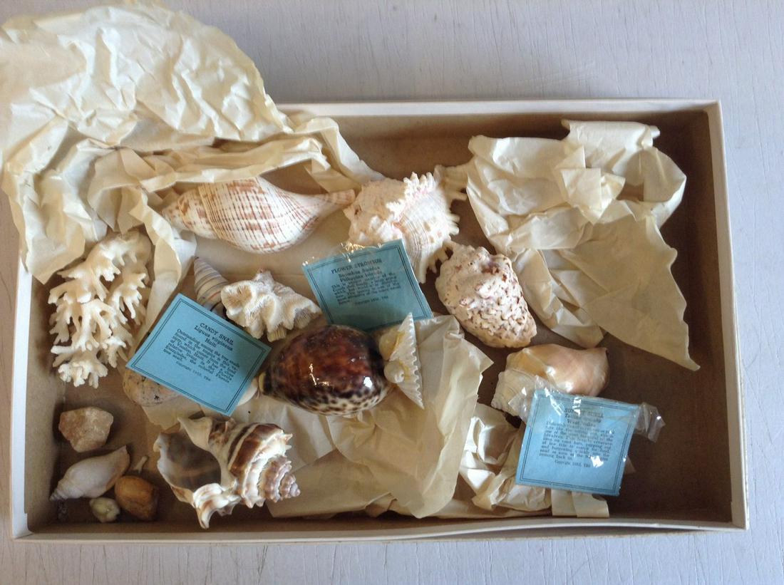 lot of various seashells: lot of various seashells