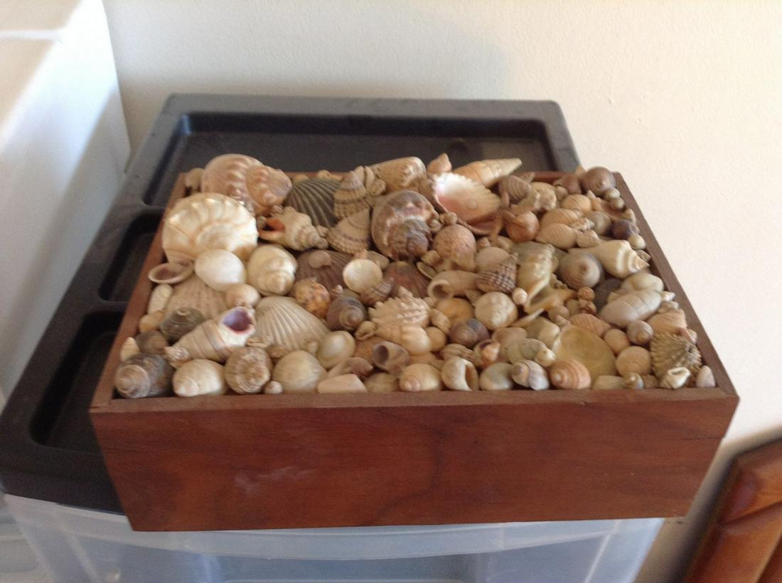 shell covered jewelry box: shell covered jewelry box