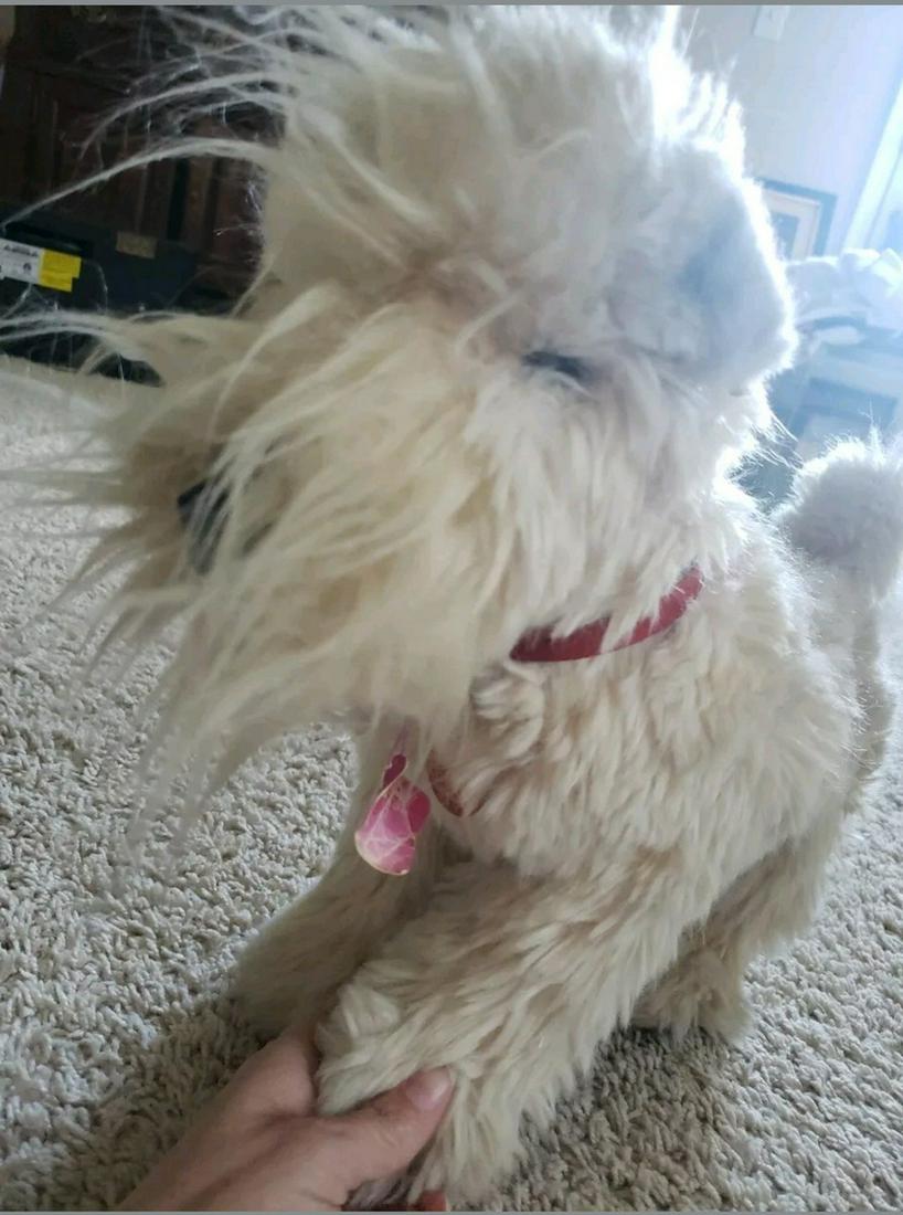 Vintage 1970 Steiff Terrier dog: Vintage 1970 Steiff Terrier dog w/tags