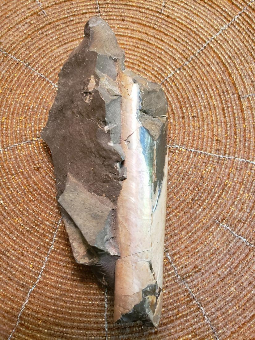 Very rare fossil (1 of 1)