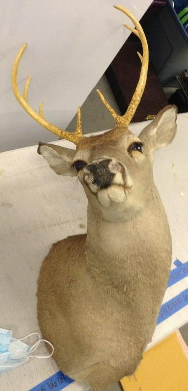 8 point mounted buck: 8 point mounted buck