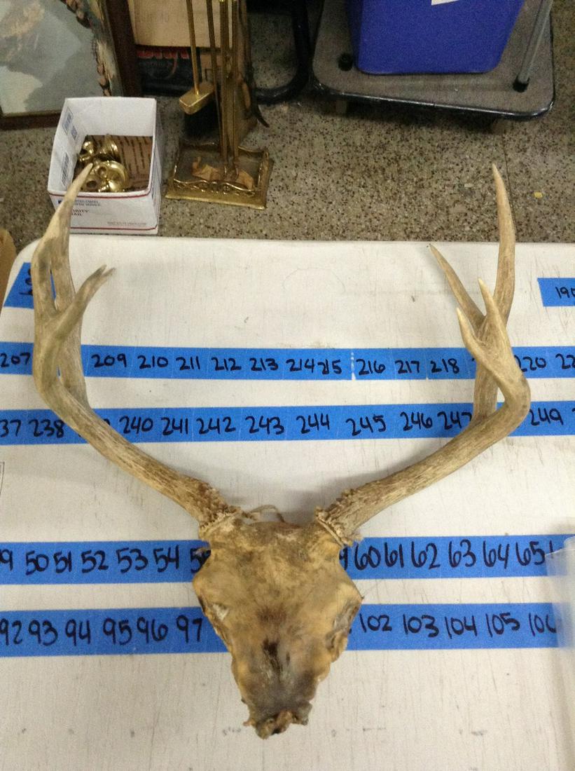 8 point deer antlers and skull (1 of 1)
