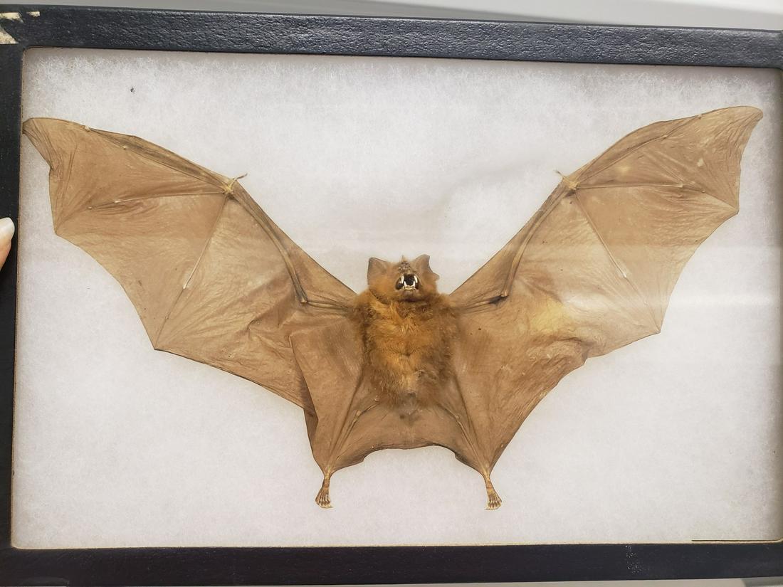 Insectivorous Bat West Java, Indonesia (1 of 1)