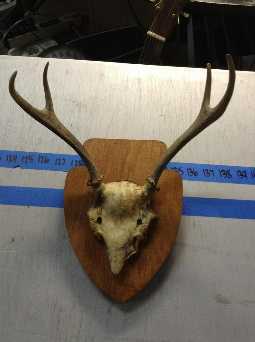 Deer Mount Four Point: Deer Mount Four Point