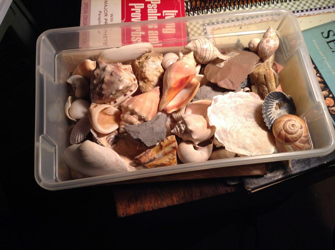 lot of vintage seashells: lot of vintage seashells