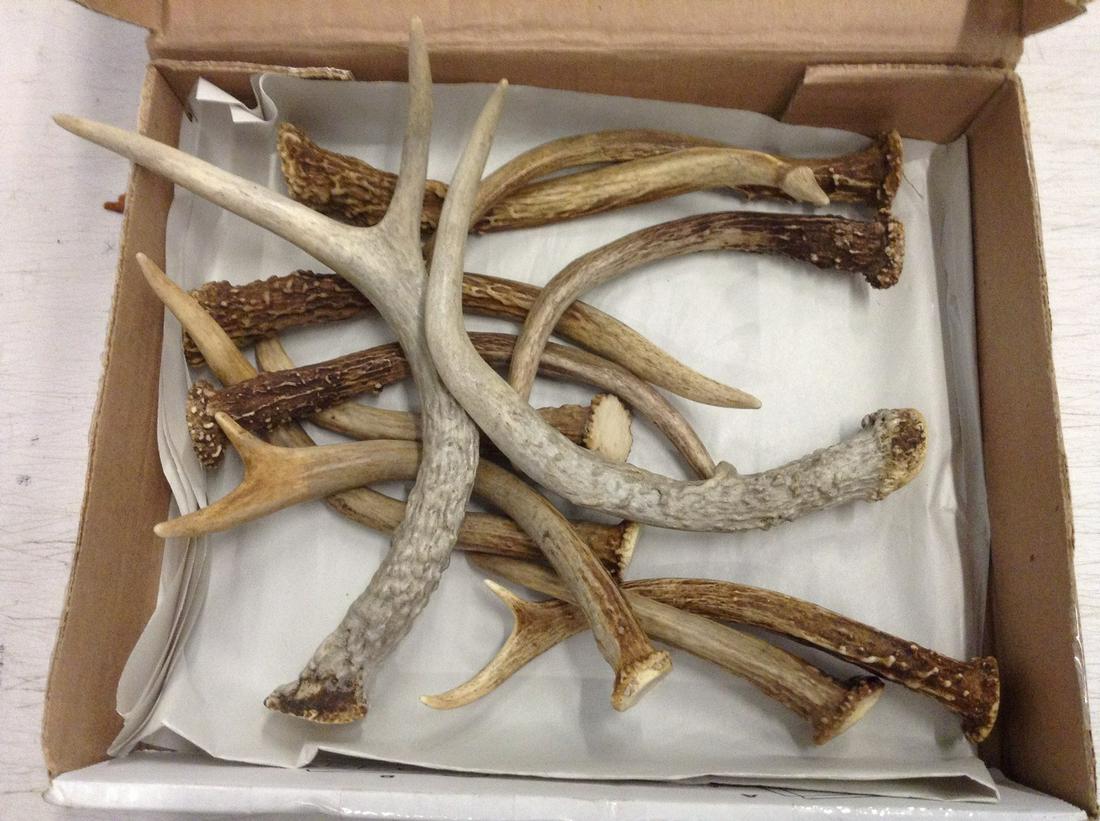 vintage deer antlers: vintage deer antlers