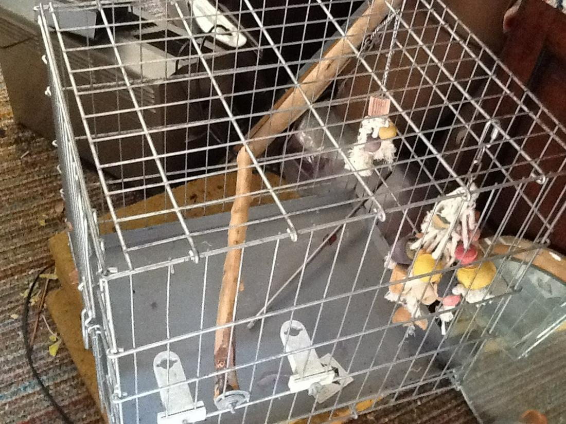 Large bird cage (1 of 1)