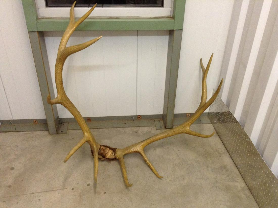 vintage 12 point antlers: vintage 12 point antlers