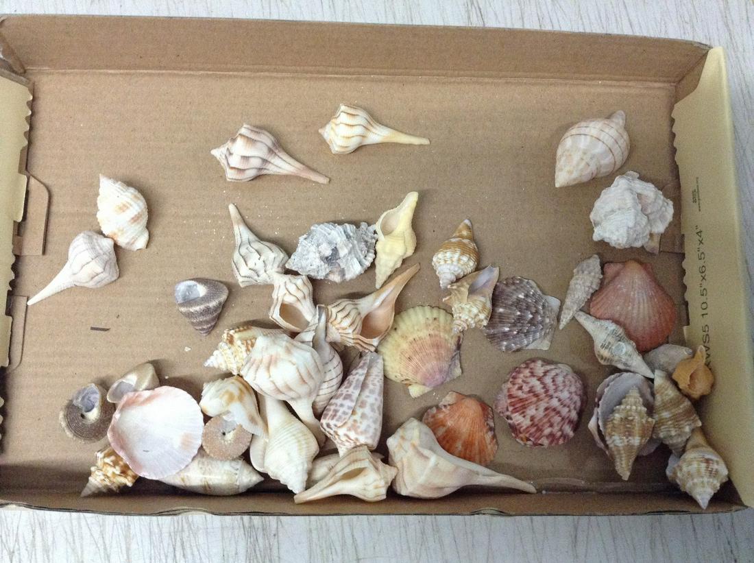 Lot of Mini Decorative Seashells: Lot of Mini Decorative Seashells