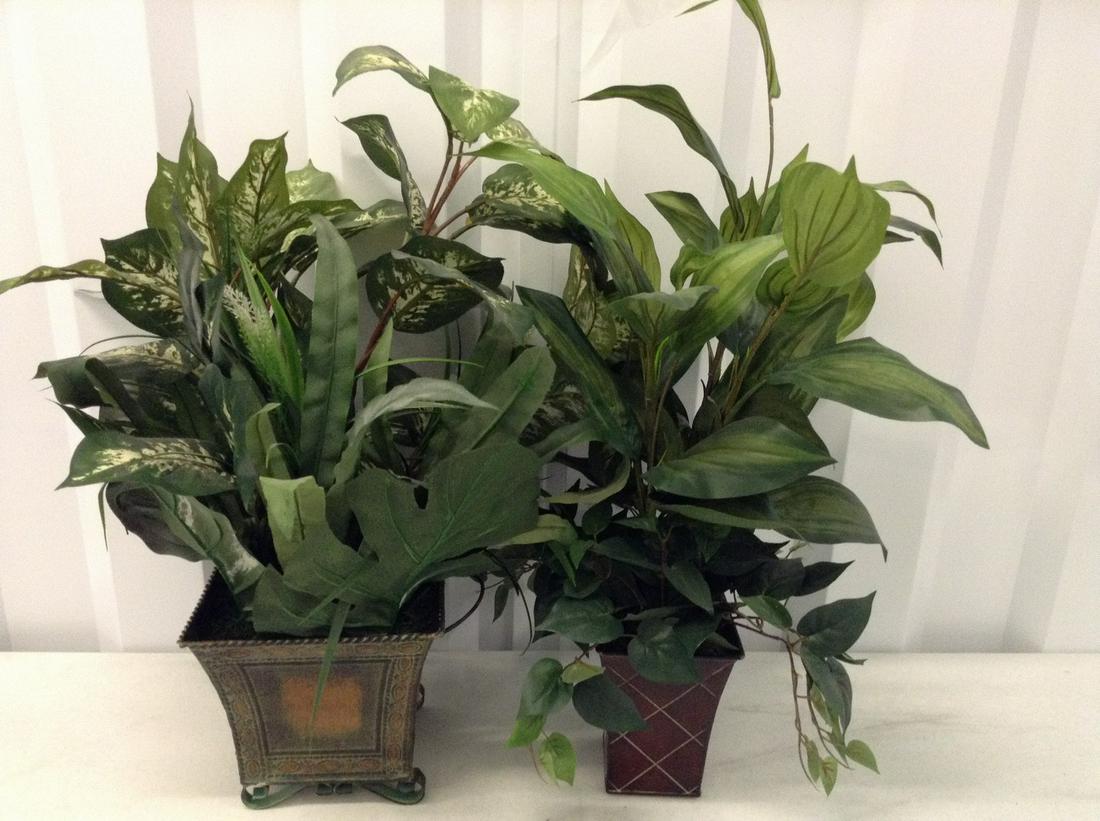 Two Decorative Plants (1 of 1)
